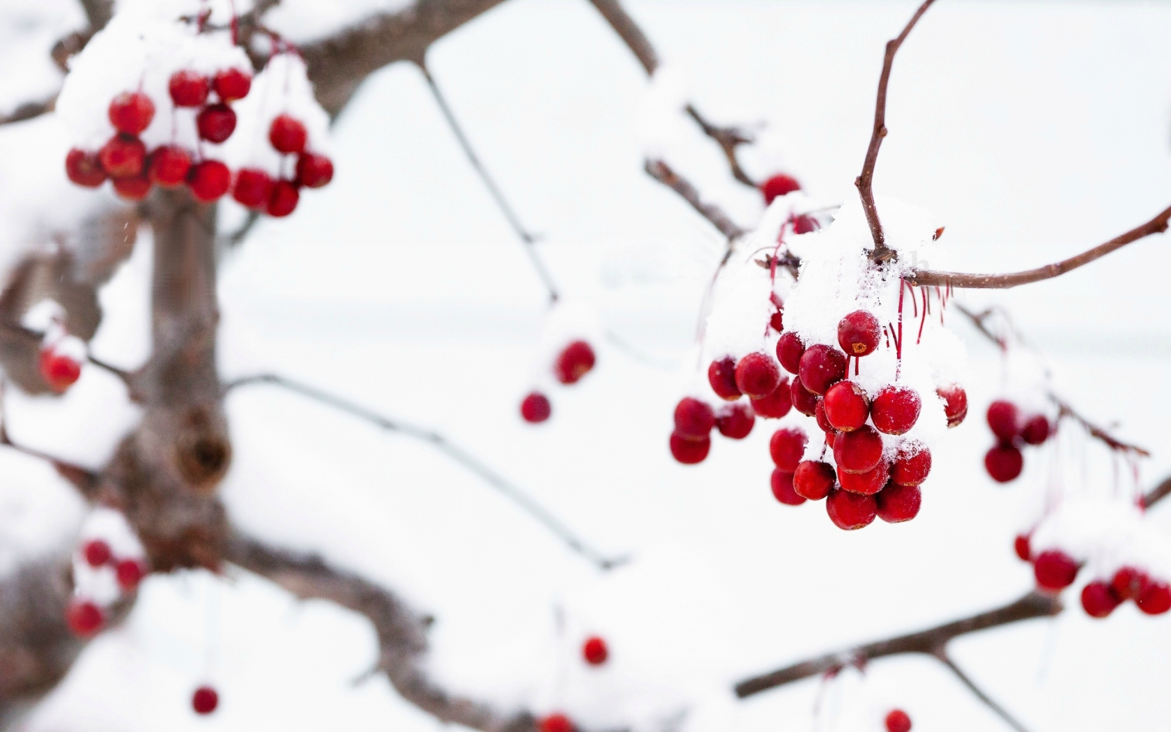 снег, tree, ягоды, красный, макро, macro, дерево, ветки, зима