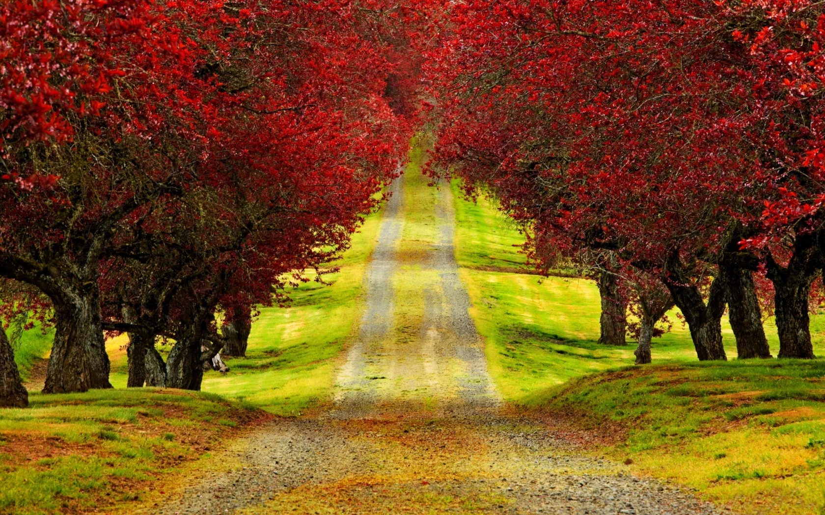 walk, colors, colorful, nature, trees, leaves, road, park, autumn, forest, листья, fall, path