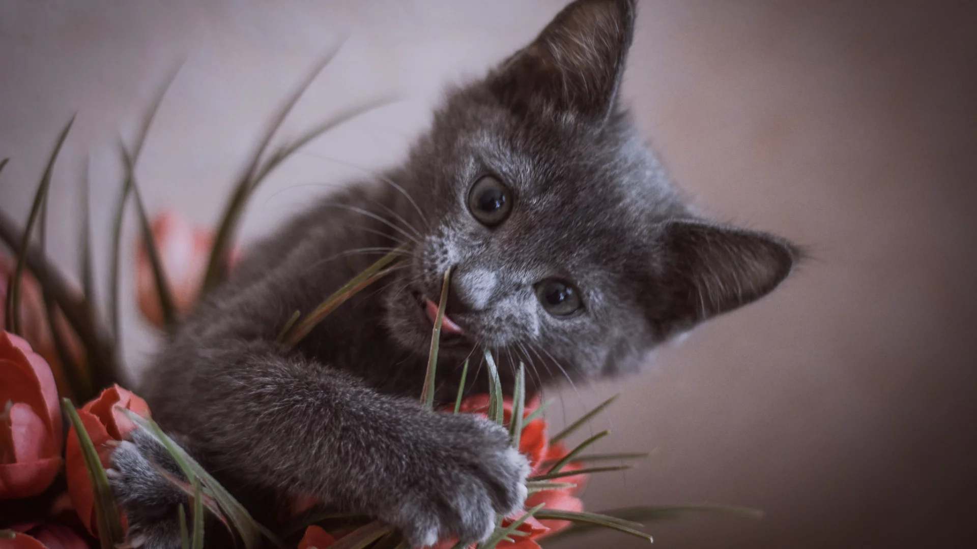 котёнок, подоконник, цветок, играет, взгляд, любопытство