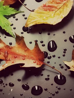 капли, листочки, вода, листья, листики, макро, роса