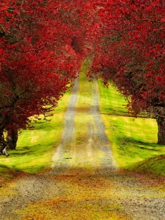 walk, colors, colorful, nature, trees, leaves, road, park, autumn, forest, листья, fall, path