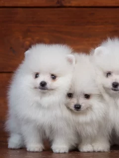 шпиц, собаки