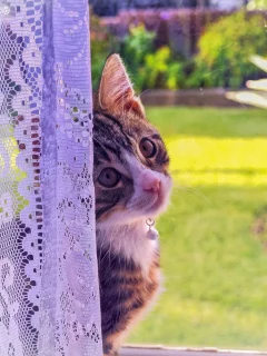 кошка, окно, котенок, взгляд
