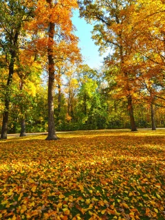 осень, парк