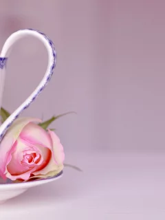 блюдце, фон, розовый, роза, цветок, слова, чашка, надписи