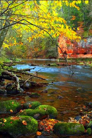 осень, лес, река