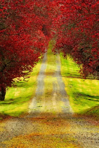 walk, colors, colorful, nature, trees, leaves, road, park, autumn, forest, листья, fall, path