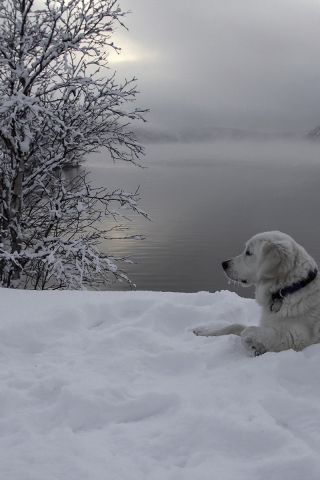 снег, собака, река, друг