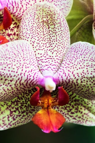 White, and, Purple, Orchids
