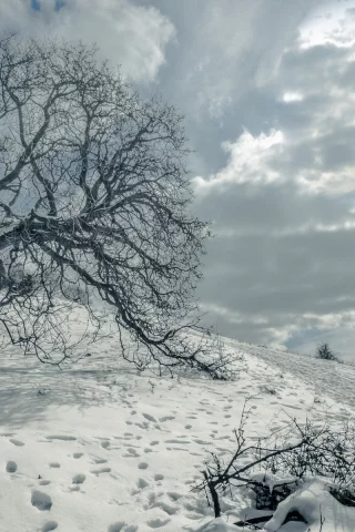 поле, дерево, снег, пейзаж, зима