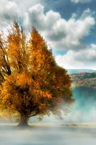 туман, осень, дерево