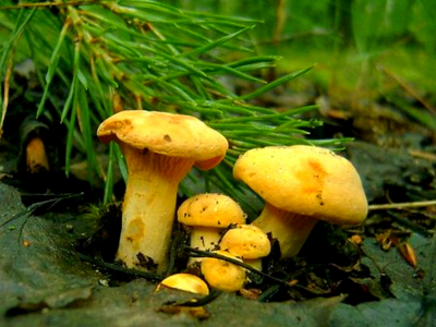 лес, грибы, осень