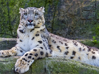 snow leopard, снежный барс, взгляд, ирбис