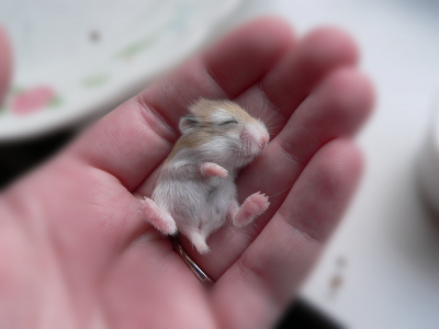 маленький, бежевый, мышка, рука, хомячок, малыш