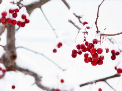 снег, tree, ягоды, красный, макро, macro, дерево, ветки, зима