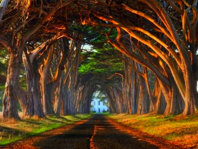 Туннель из деревьев, Калифорния
