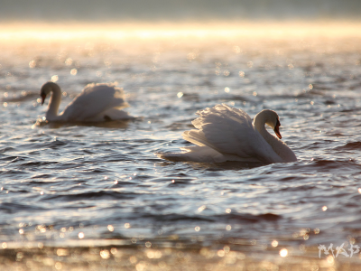 утро, озеро, лебеди, пара