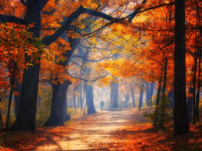 парк, лес, осень, деревья