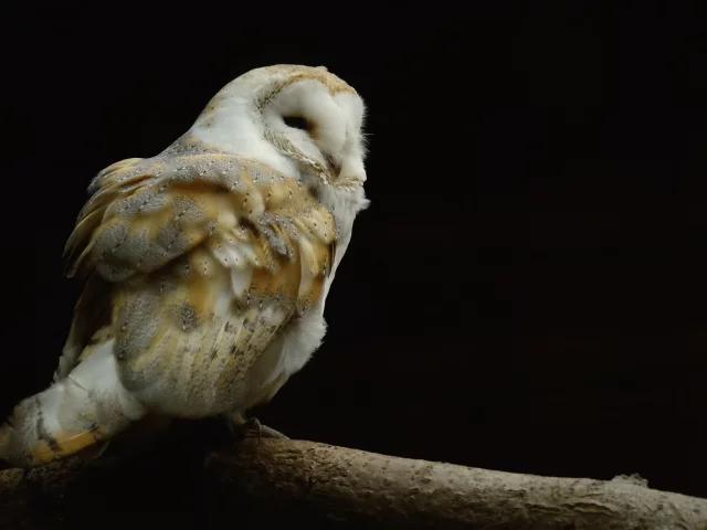фон, чёрный, сова
