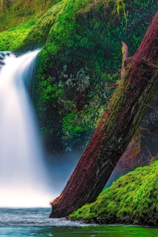 Punch Bowl Falls, Eagle Creek, Columbia River Gorge, Oregon, водопад Панчбоул, ущелье реки Колумбия, Орегон, водопад, река, мох, бревно