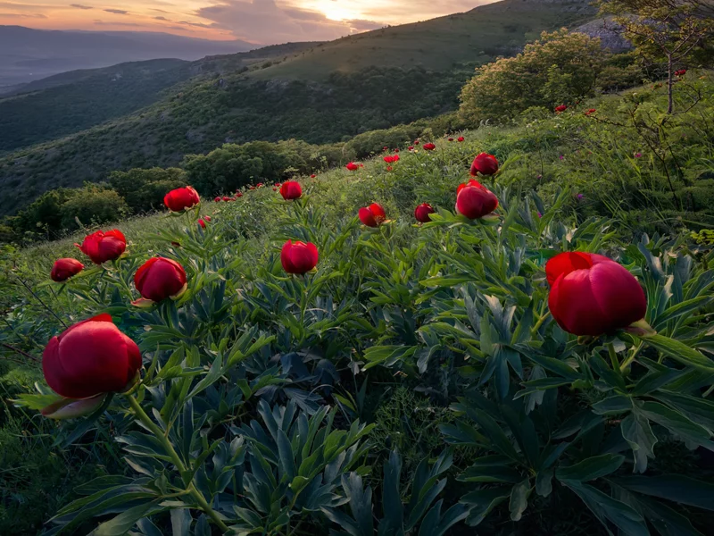 Конявица, Болгария, пионы, горы, деревья, небо, облака, пейзаж, природа