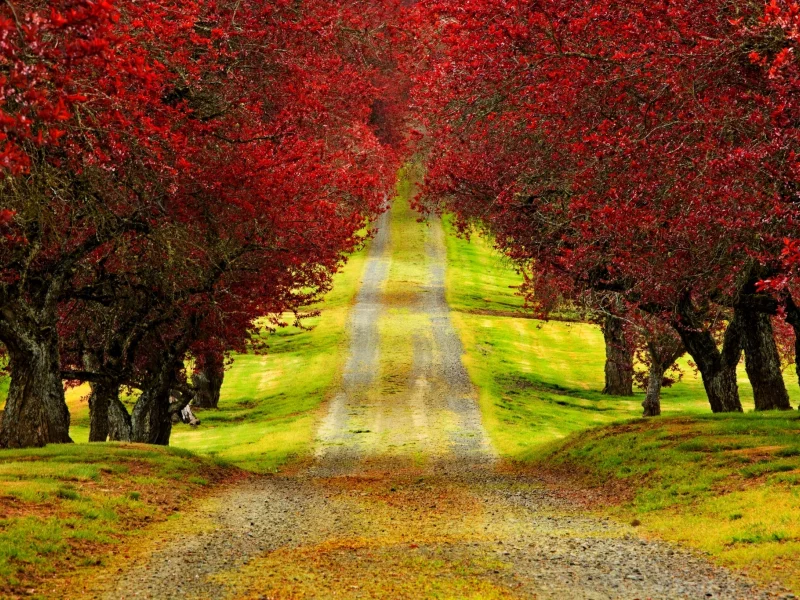 walk, colors, colorful, nature, trees, leaves, road, park, autumn, forest, листья, fall, path