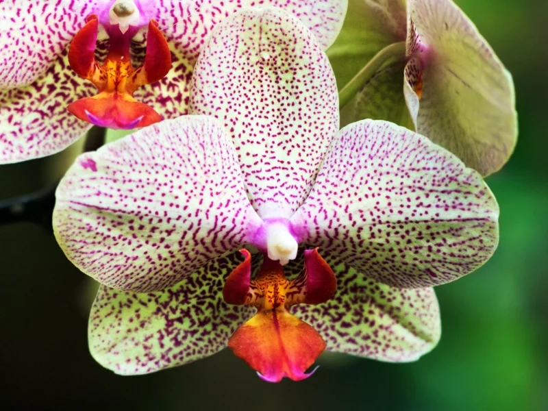 White, and, Purple, Orchids