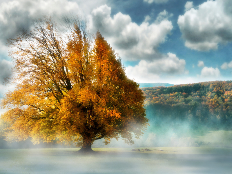 туман, осень, дерево