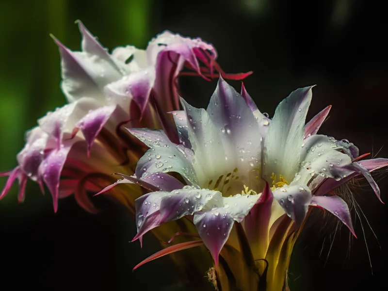 кактус, цветы, цветение, капли, вода, природа, пыльца, cactus, flower, blossom, water, drops, nature, HD