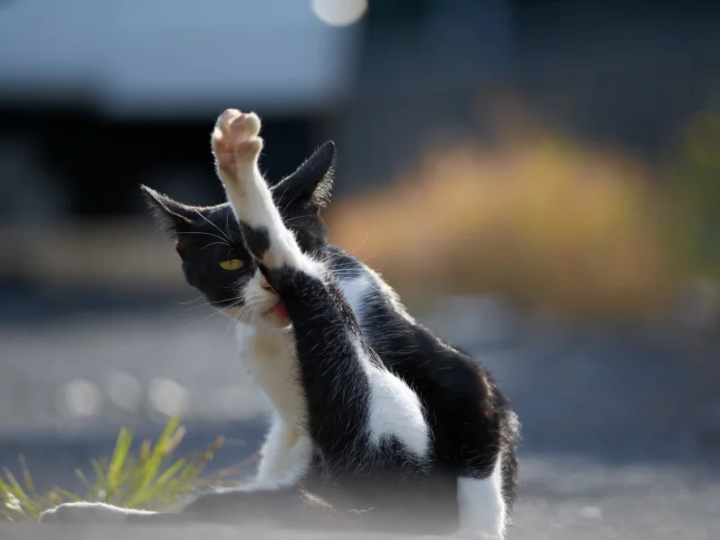 кот, кошак, котяра, лапка