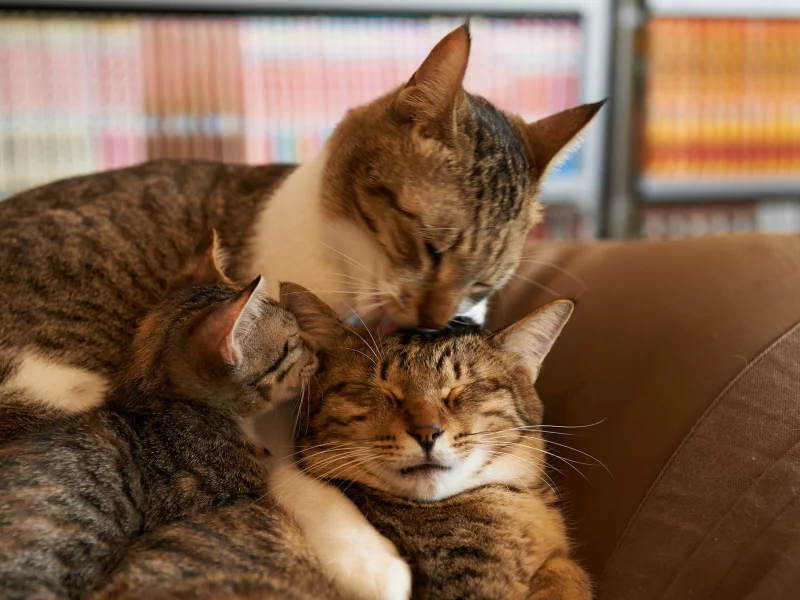 кошки, дом, уют