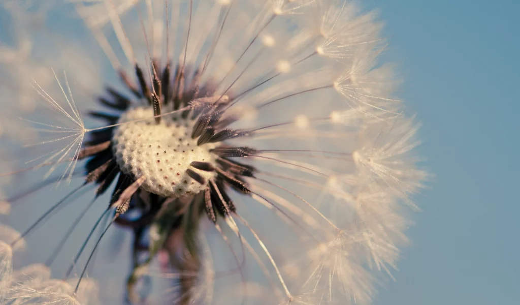 обои, фон, одуванчик, цветы, dandelion, голубой, макро