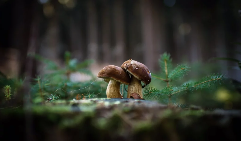 грибы, природа, фон