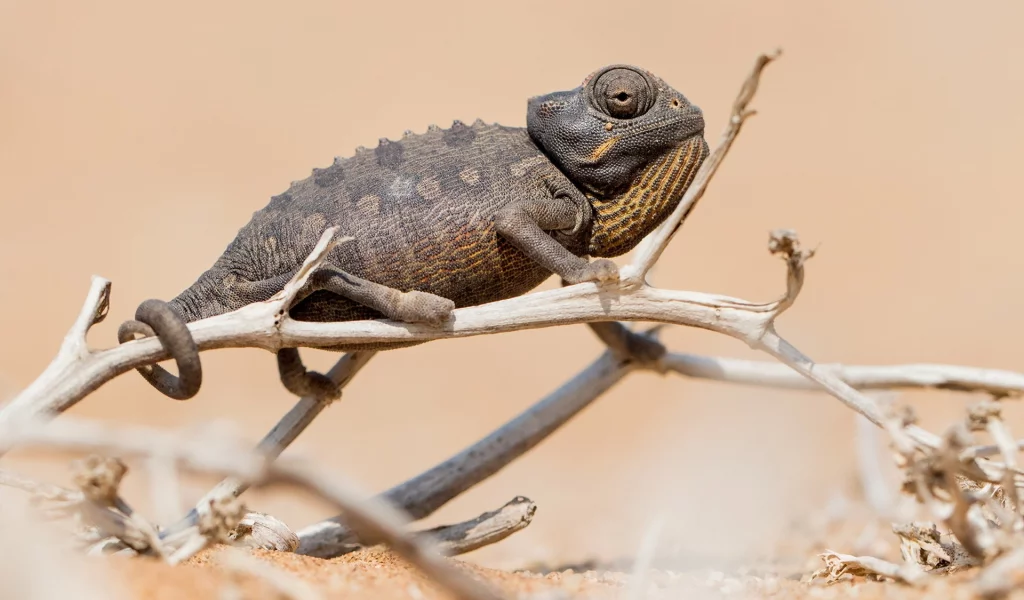 Chameleon, природа, фон