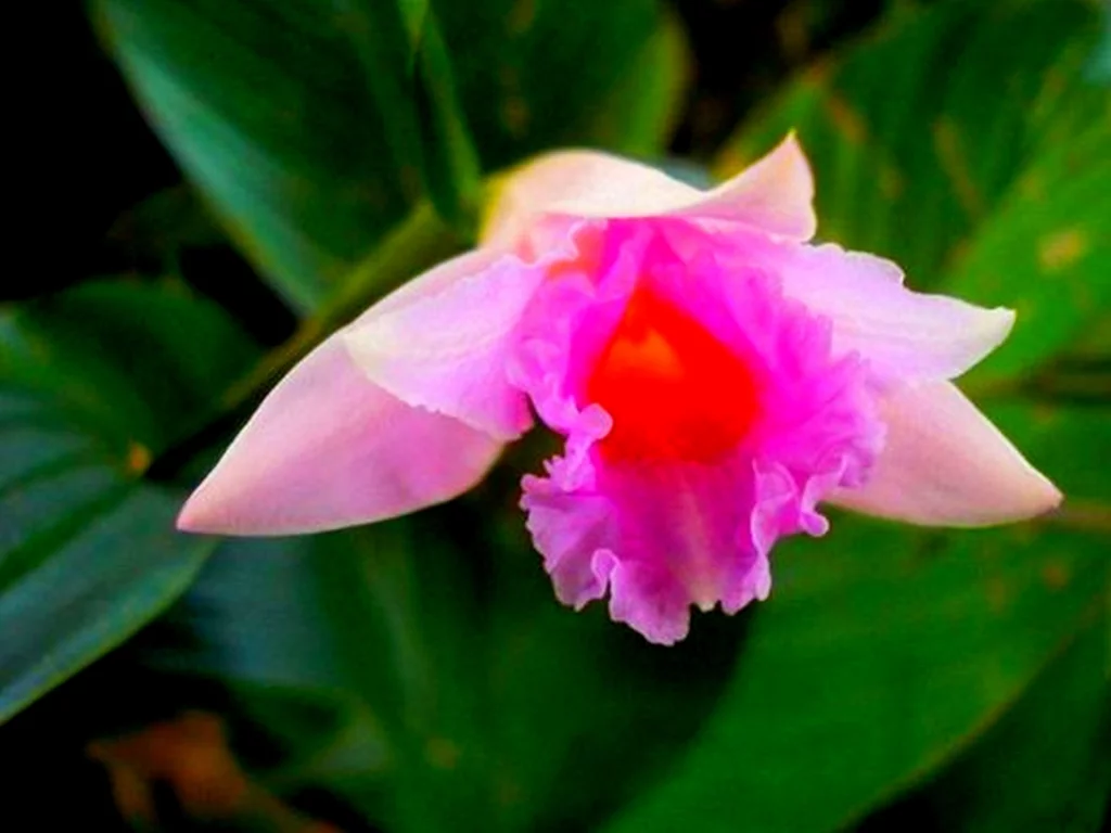 Розовая орхидея, Sobralia imavieirae
