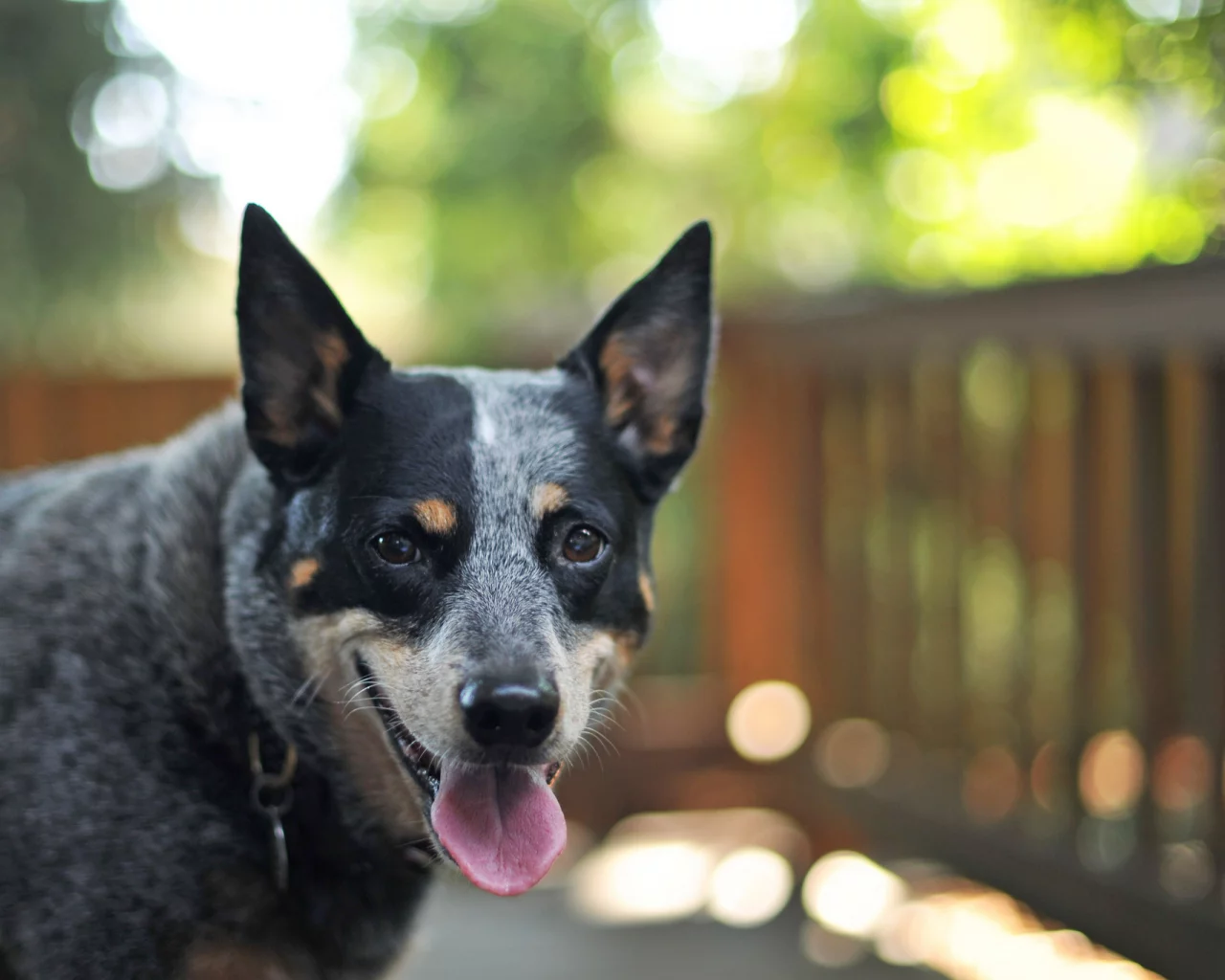 боке, собака, друг, australian cattle dog, взгляд
