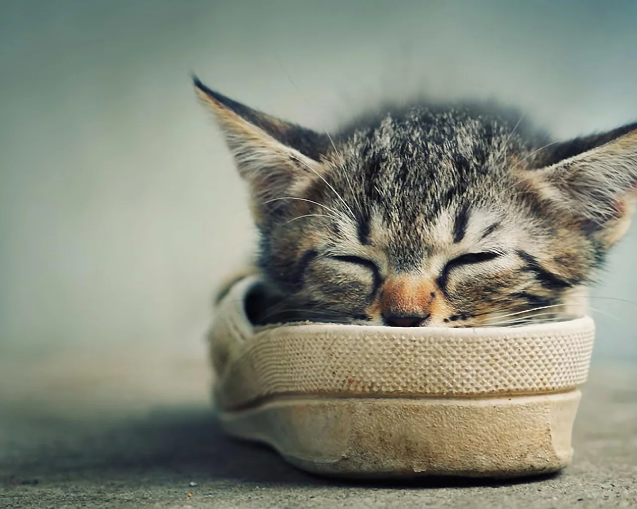 котёнок, тапок, мило