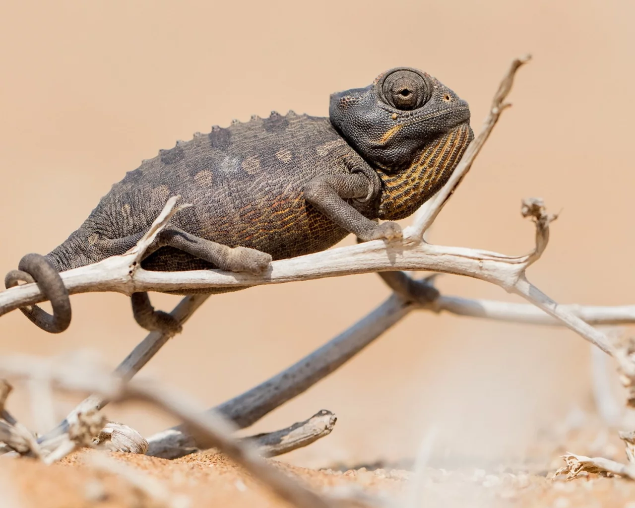 Chameleon, природа, фон