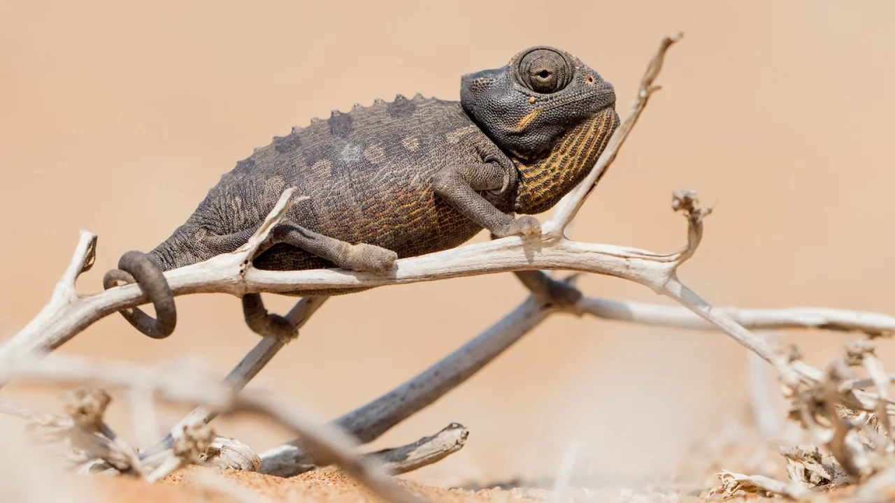 Chameleon, природа, фон