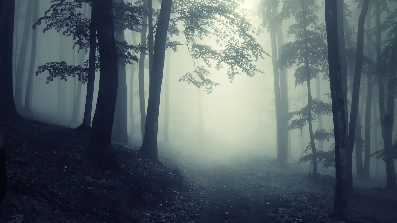 forest, глубокие, foggy, trees, landscape, deep, misty, creepy, леса, road, nature