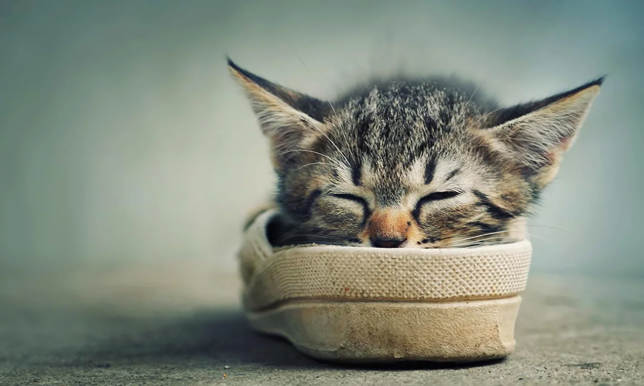 котёнок, тапок, мило