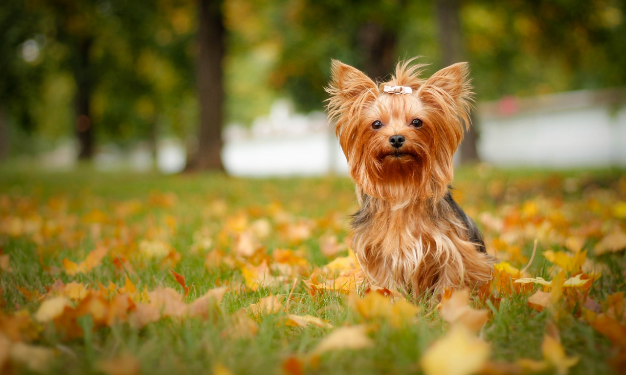Йоркширский терьер, йорк, собака, листья, осень