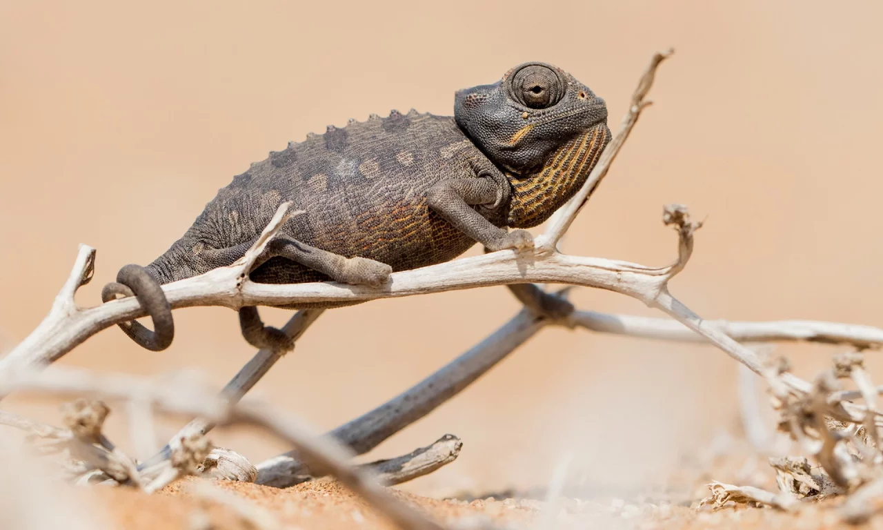 Chameleon, природа, фон