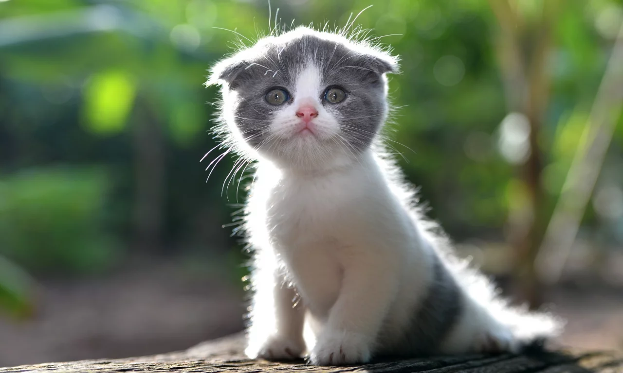 котёнок, малыш, лапочка
