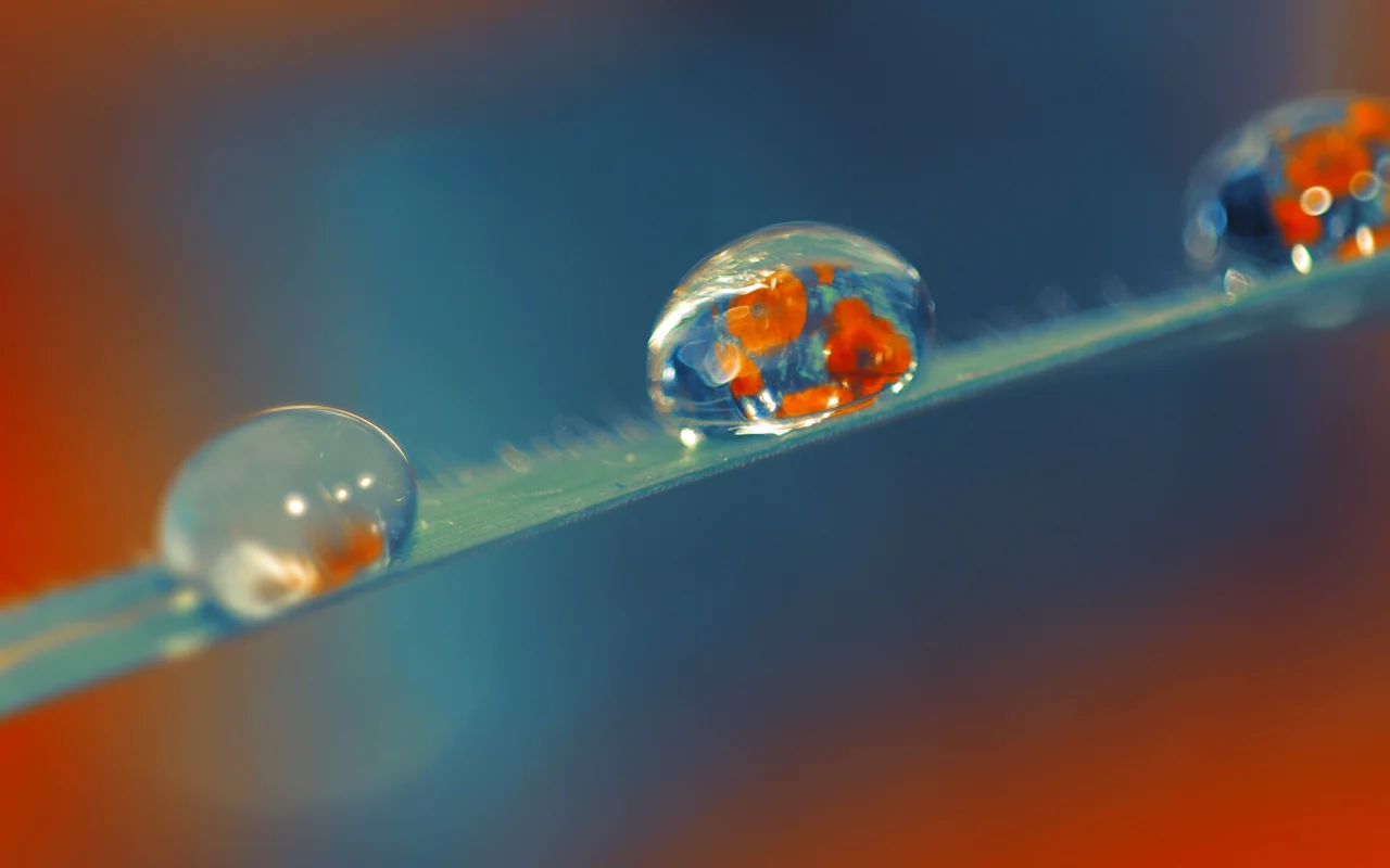 drop, wallpaper, стебель, капли, poppy, макро, мак, роса, обои, фон