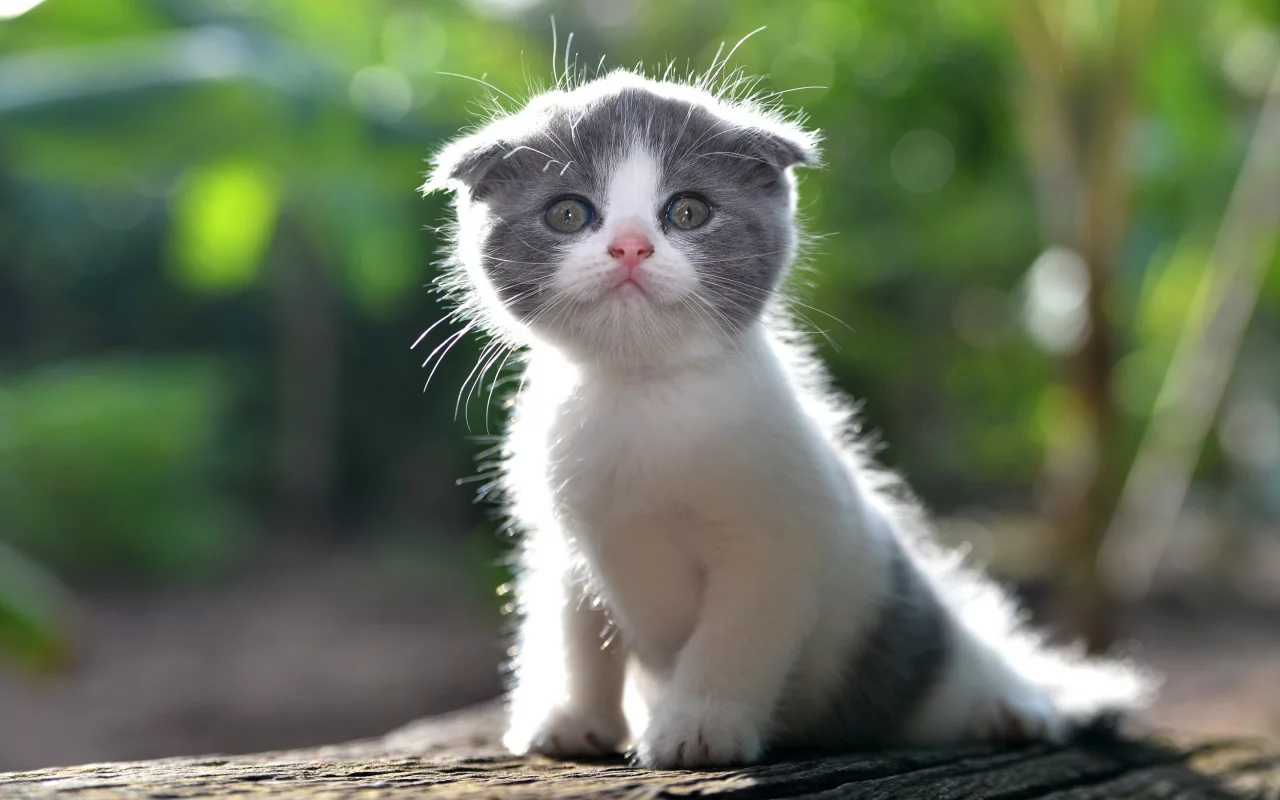 котёнок, малыш, лапочка