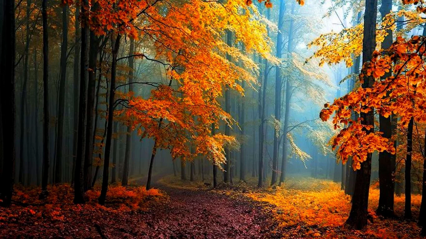 парк, лес, осень, деревья