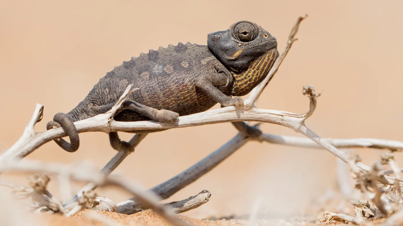 Chameleon, природа, фон