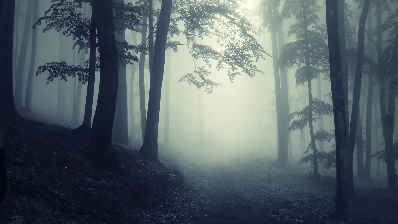 forest, глубокие, foggy, trees, landscape, deep, misty, creepy, леса, road, nature