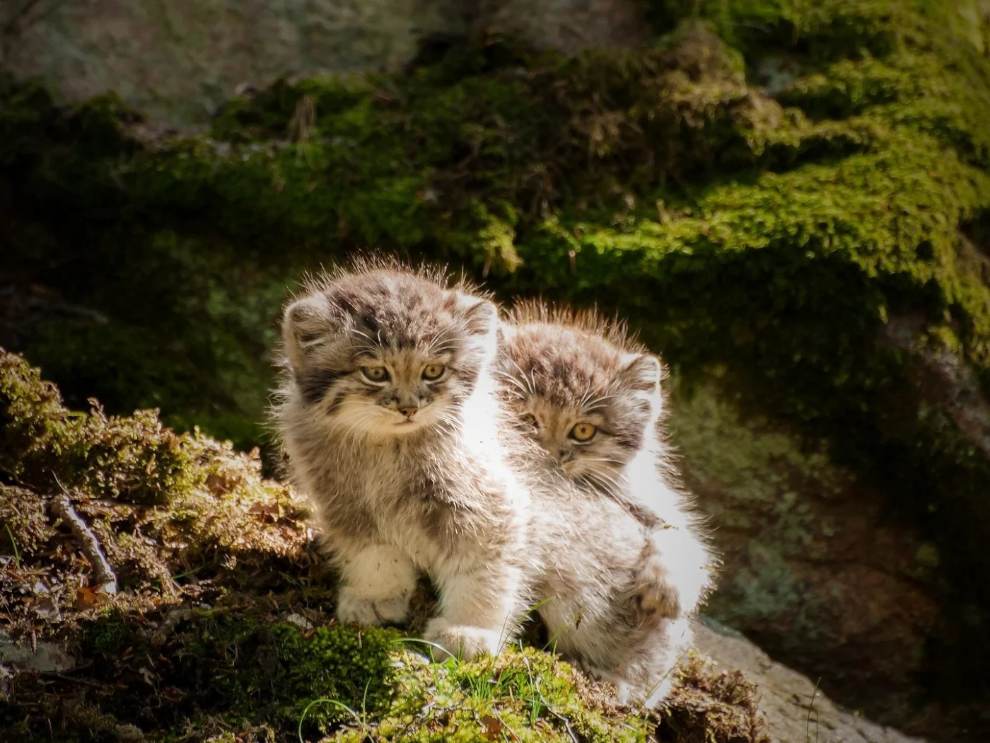 котята, камни, мох, животные